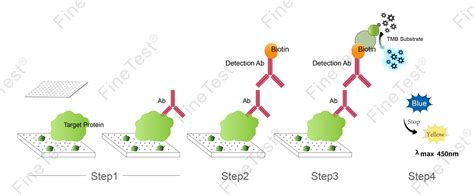 anti glargine elisa kit kit|Anti.